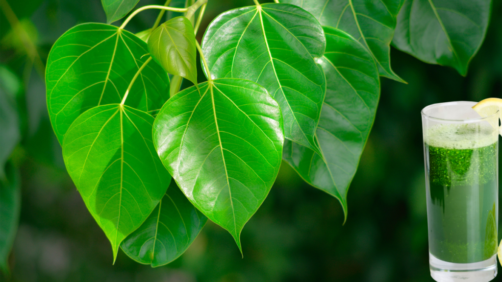pimpal leaf juice